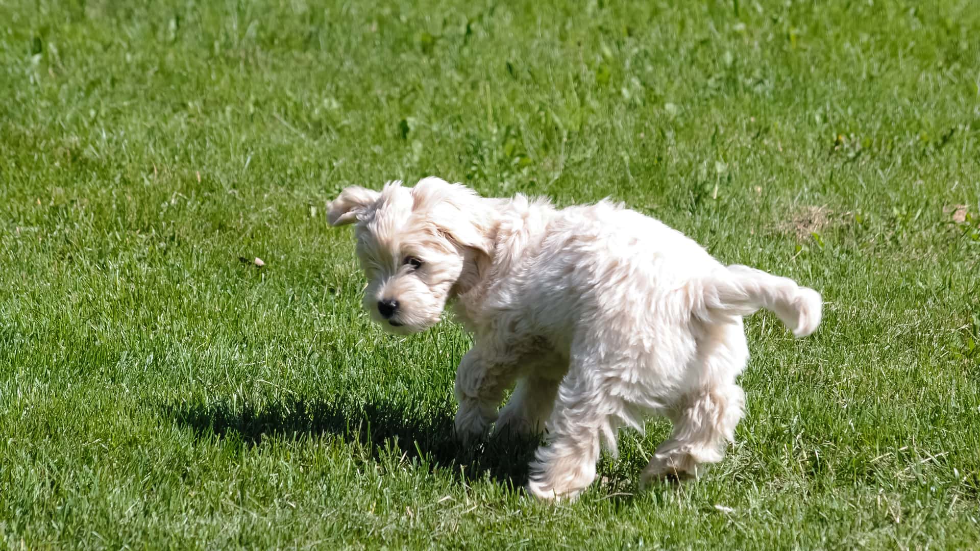 Chiot goldendoodle qui court joyeusement dans l'herbe