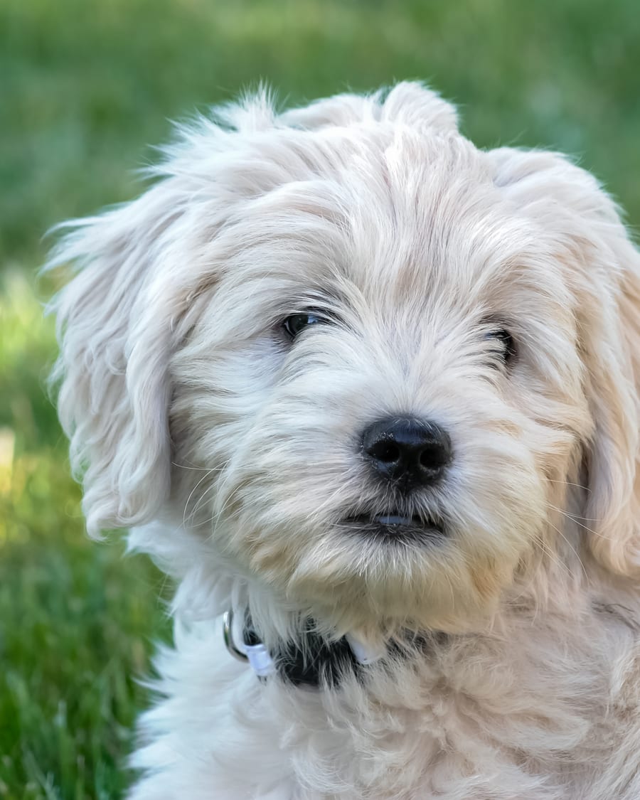 Chiot goldendoodle assis dans l'herbe, regard attendrissant